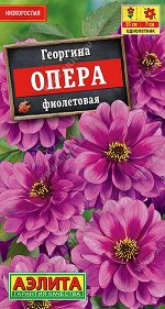 Георгина Опера фиолетовая