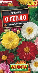 Георгина Отелло, смесь сортов