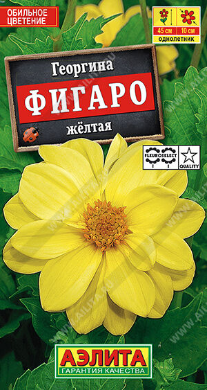 Георгина Фигаро махровая желтая