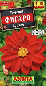 Георгина Фигаро махровая красная