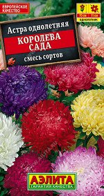 Астра Королева сада, смесь окрасок