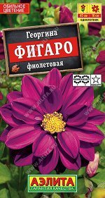 Георгина Фигаро махровая фиолетовая