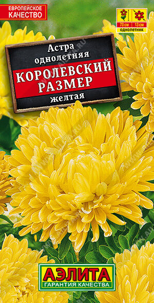 Астра Королевский размер желтая