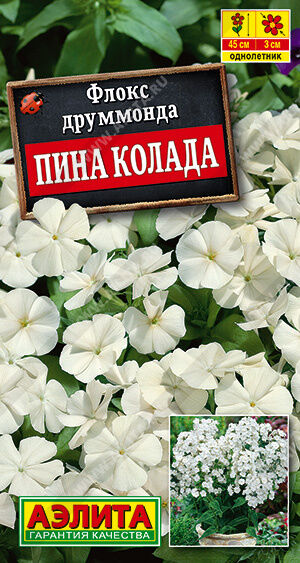 Флокс друммонда крупноцветковый Пина колада
