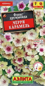 Флокс друммонда Черри карамель