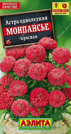 Астра Монпансье красная