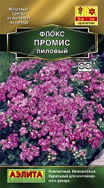 Флокс махровый Промис лиловый