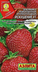 Земляника ремонтантная крупноплодная Искушение F1