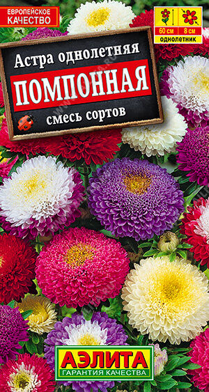 Астра Помпонная, смесь окрасок