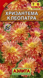 Хризантема Клеопатра