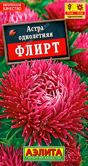 Астра Флирт шаровидно-игольчатая