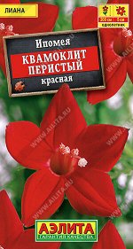 Ипомея Квамоклит красная