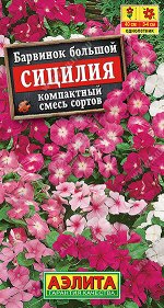 Барвинок Сицилия, смесь сортов