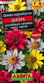 Цинния Захара малиновый лимонад, смесь сортов