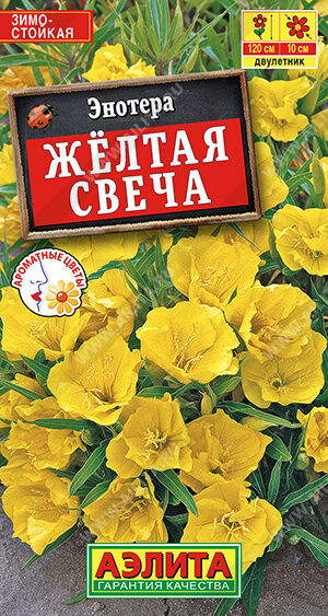 Энотера Желтая свеча