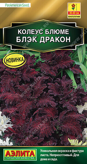 Колеус блюме Блэк дракон