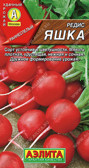 Редис Яшка Раннеспелый сорт, период от всходов до уборки 18-20 дней. Корнеплоды выравненные, округлые, гладкие, массой 18-25 г. Мякоть плотная, хрустящая, нежная и сочная, с повышенным содержанием мин