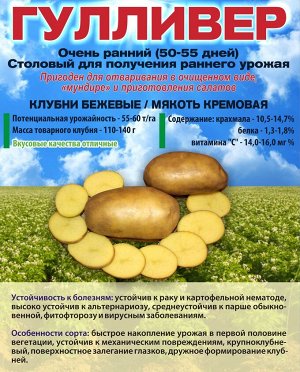 Сорт картофеля Гулливер