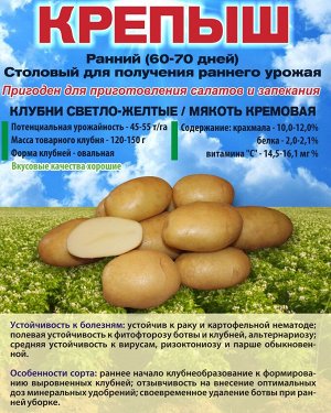 Сорт картофеля Крепыш