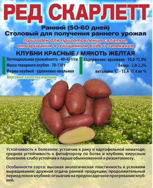 Сорт картофеля Ред Скарлетт