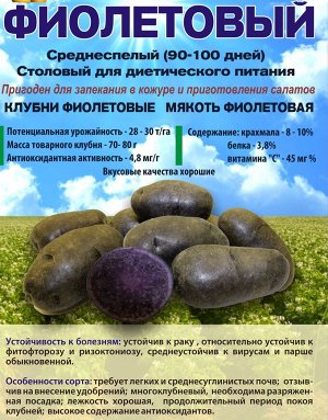 Сорт картофеля Фиолетовый**