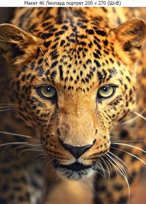 Фотообои Леопард портрет
