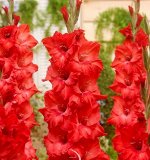 Гладиолус Deeperst Red
