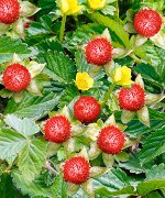 Декоративная земляника (корни)