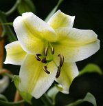 Лилия Aubade