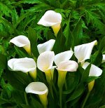 БЕЛОКРЫЛЬНИК ( КАЛЛА) &quot;albomaculata&quot;