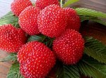 Rubus illecebrosus