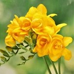 Фрезия YELLOW