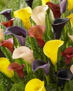 Калла (Zantedeschia)