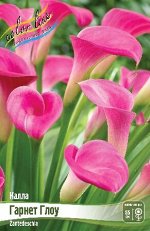 Калла (Zantedeschia)