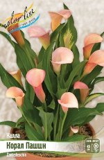 Калла (Zantedeschia)