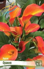 Калла (Zantedeschia)