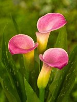 Калла (Zantedeschia)