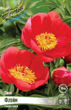 Пион флэйм Двухрядный цветок, очень яркий, огненно-красный с желтым центром, диаметром 14-17см, высота 55-70см, раннее цветение