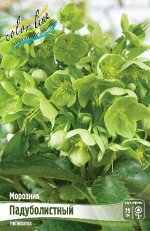 МОРОЗНИК ПАДУБОЛИСТНЫЙ ( ARGUTIFOLIUS) многолетник I