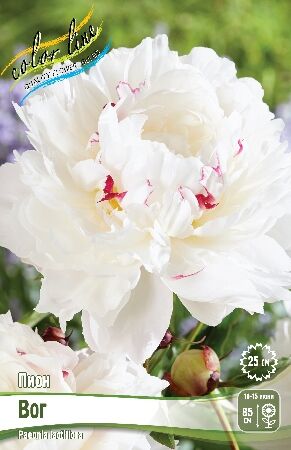 Пион вог МАХРОВЫЙ, Цветок до 25см! мягкий розовый цвет с серебристо-белым меланжем с переходрм в белый.