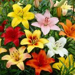 ЛИЛИЯ  ASIATIC MIX