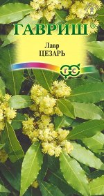 Цветы Лавр благородный Цезарь ЦВ/П (ГАВРИШ) 3шт комнатное