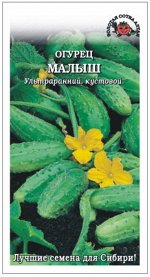Огурец Малыш ЦВ/П (Сотка) ультраранний
