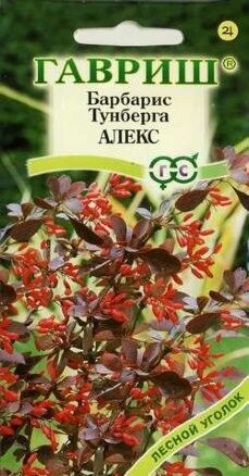 Цветы Барбарис Алекс Тунберга ЦВ/П (ГАВРИШ) 0,2гр кустарник 0,5-1м