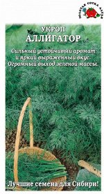 Укроп Аллигатор ЦВ/П (СОТКА) 2гр среднепоздний кустовой