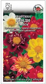 Цветы Георгина Денди Смесь ЦВ/П (Сотка) однолетник до 50см