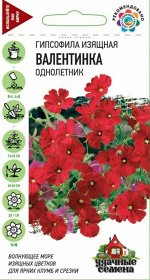 Цветы Гипсофила изящная Валентинка ЦВ/П (ГАВРИШ) 0,1гр красная однолетник сухоцвет 40-50см