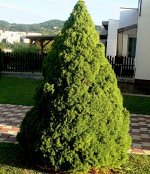 Коника