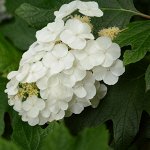 Алиса