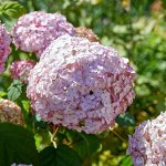 Кандибелле Баблгам